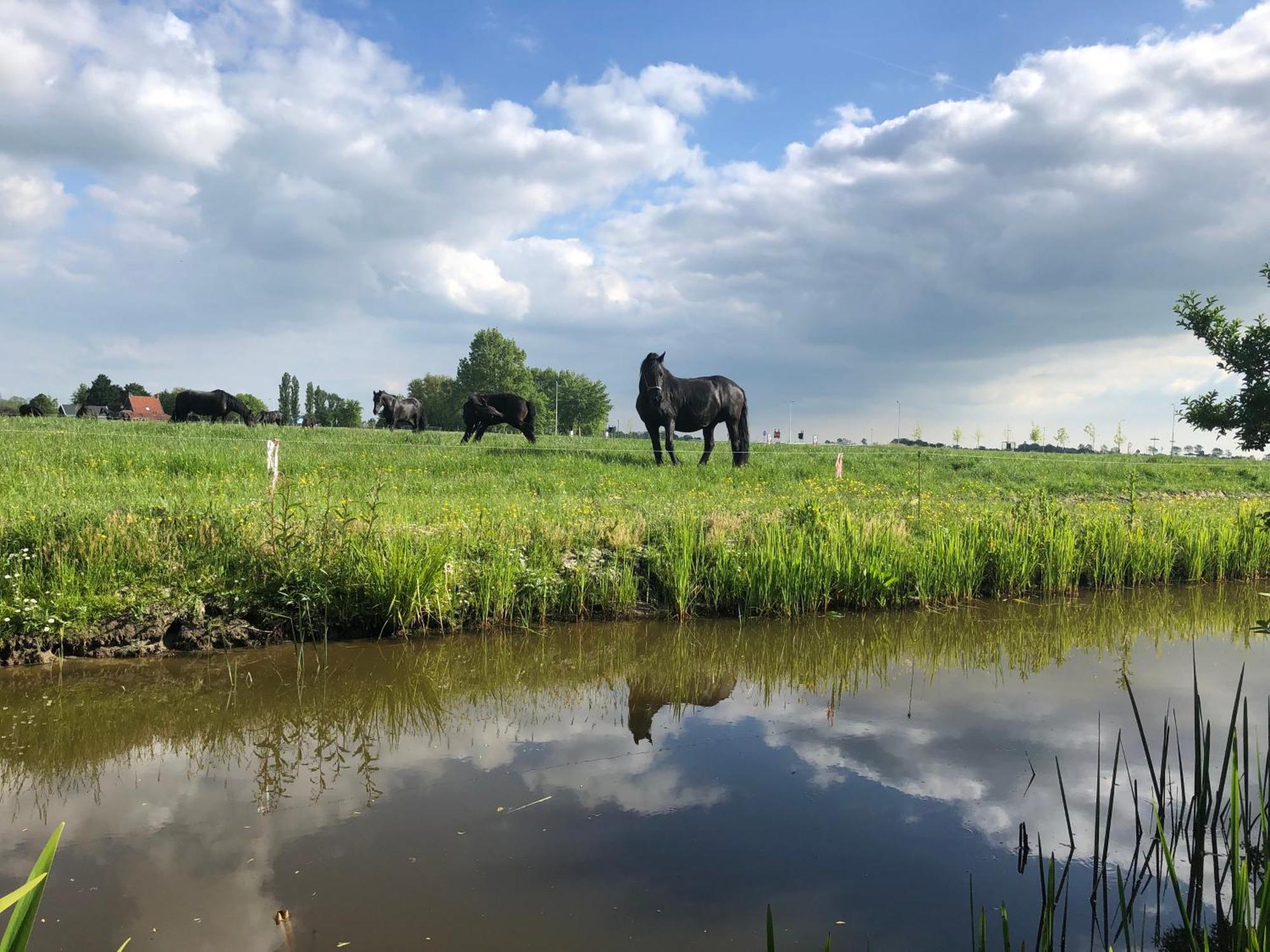 Vakantiehuis In Friesland Voor De Hele Familie Huns Exteriör bild